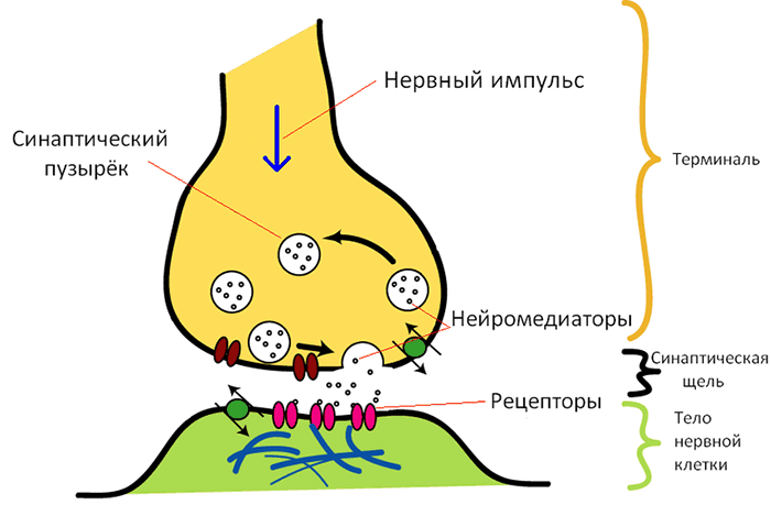 синапс
