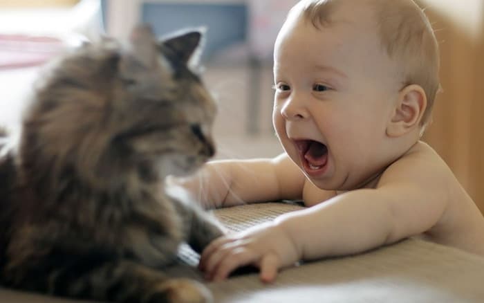 Радостная встреча кота и малыша