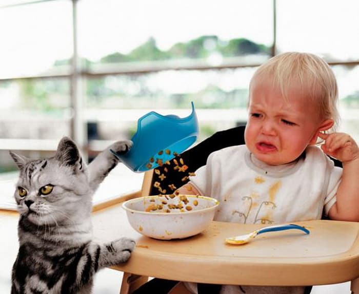 Кот делится едой с малышом
