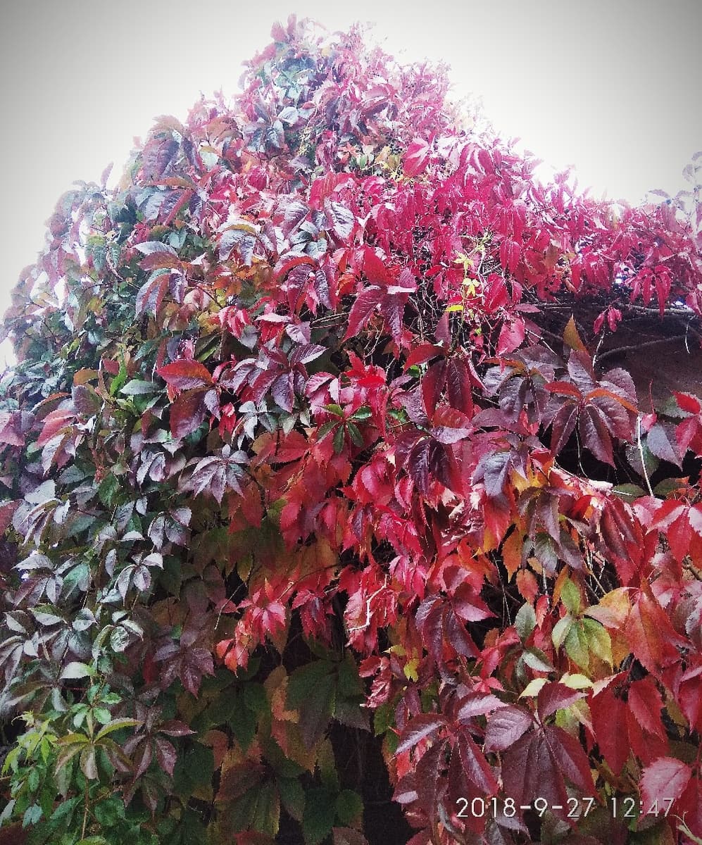 растение с разноцветными листьями название фото
