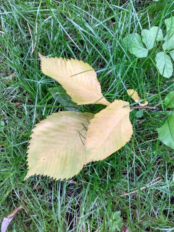 Листья на траве