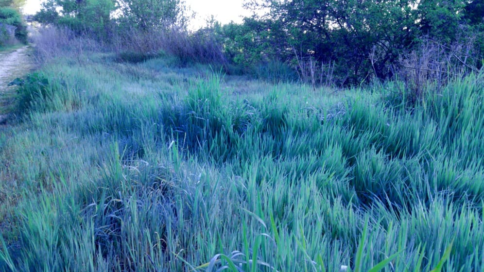 Голубая трава