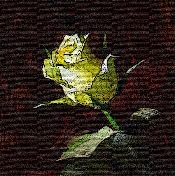 жёлтая роза