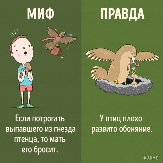Птица и птенец