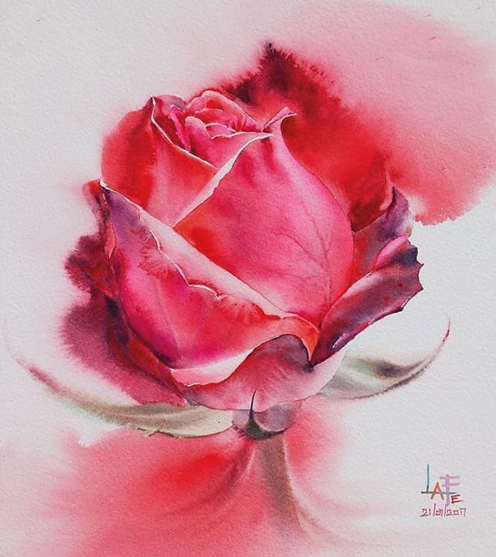 рисунок цветка розы