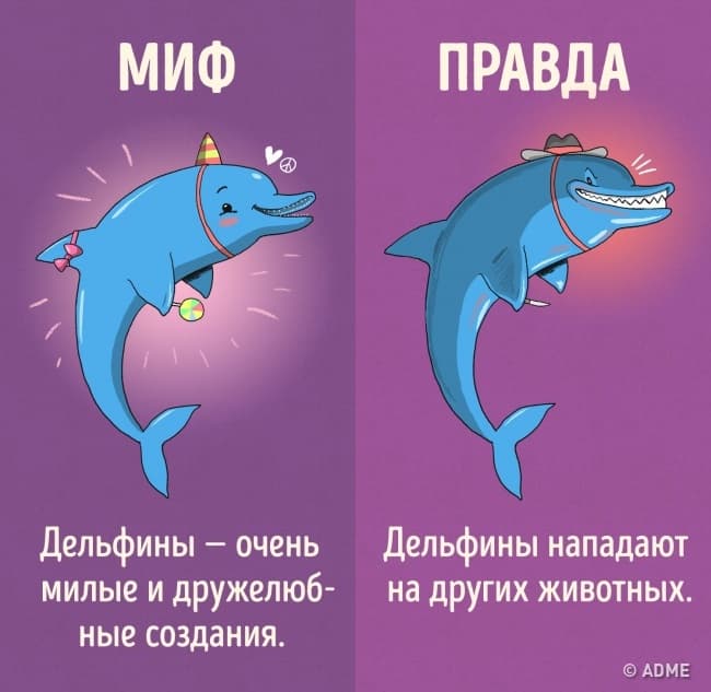 Дельфины и характер