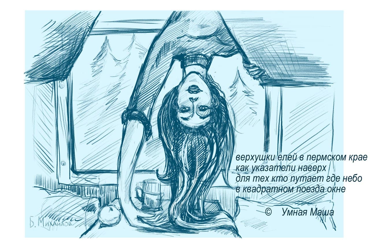 Верхушки елей в пермской крае
