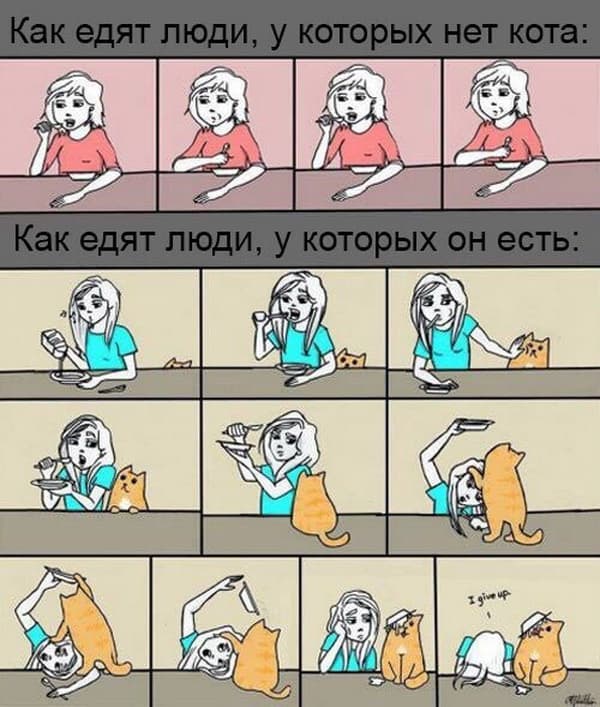 Еда с котом