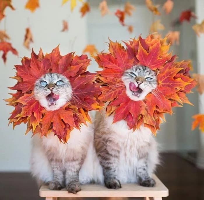 Солнечные котики