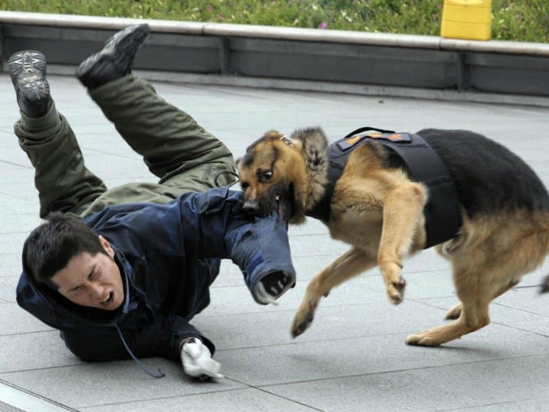 Как защититься от собаки