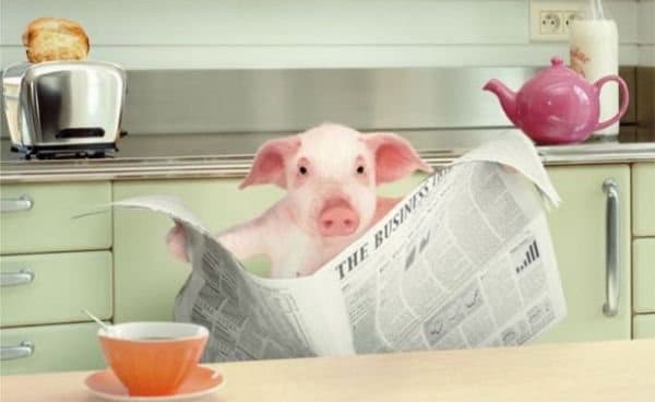 Свинья с газетой