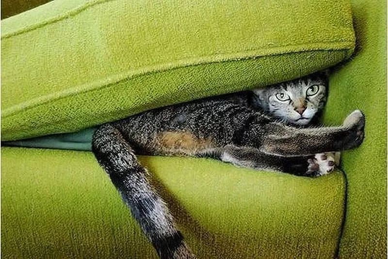 Кошка спряталась в диване