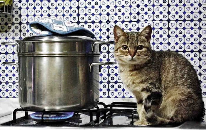 Пора готовить кошку