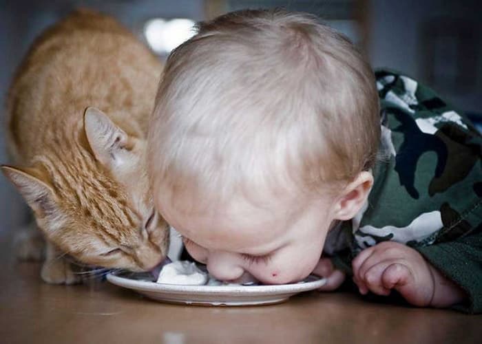 Малыш, кошка и печенье
