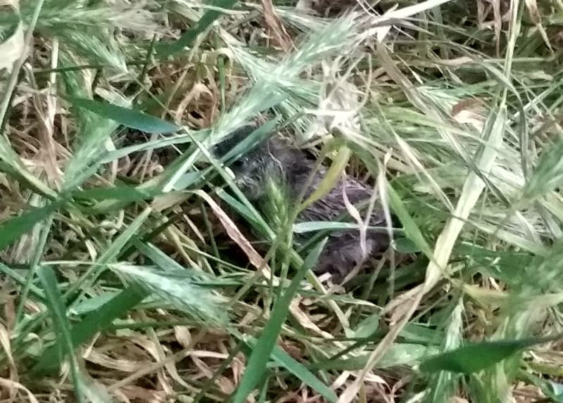 Птенчик воробушка в траве
