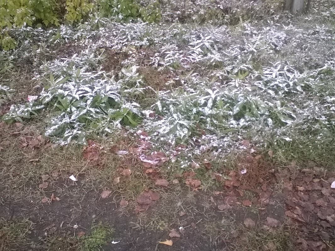 Снег на траве 2.