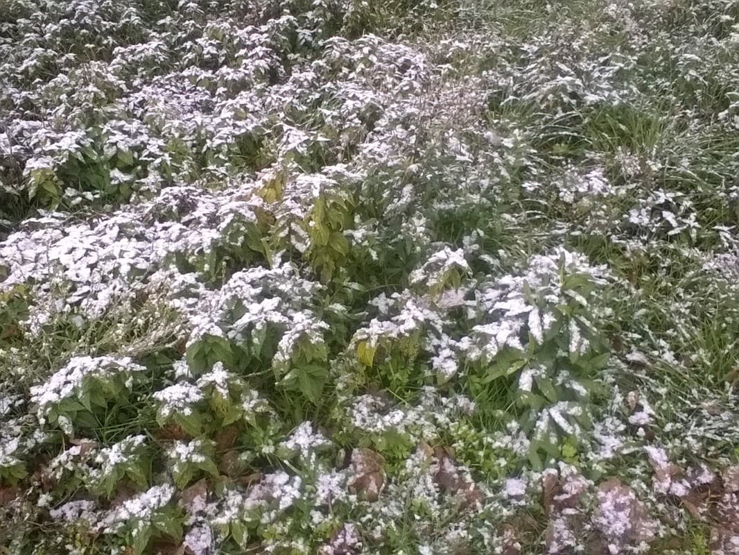 Снег на траве 1.