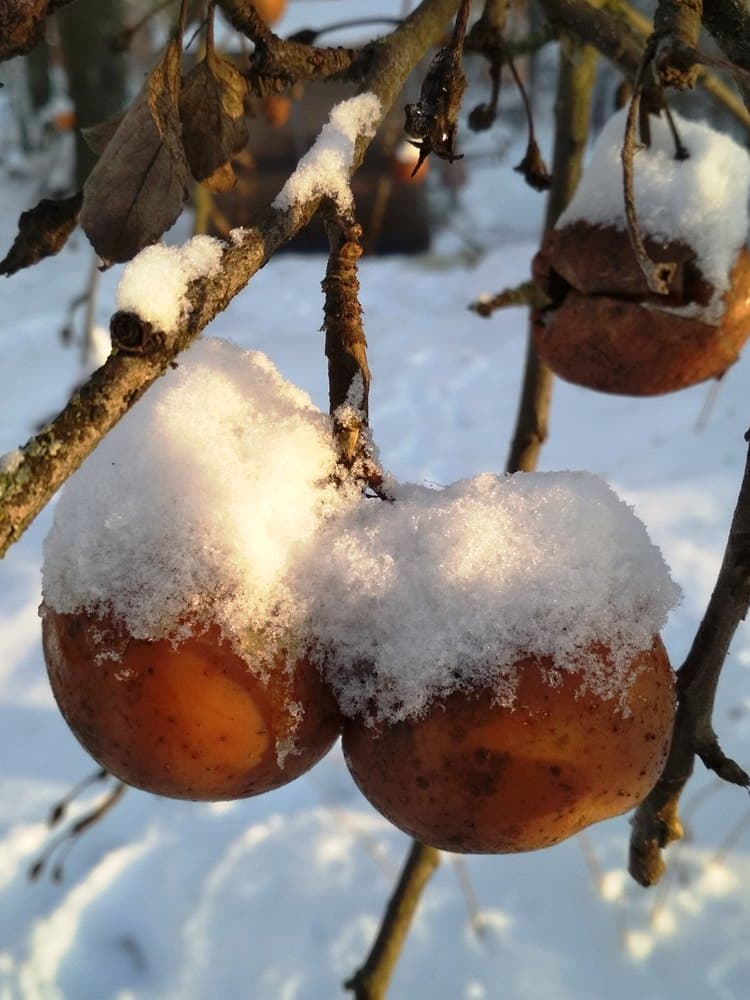 Яблоки в снегу