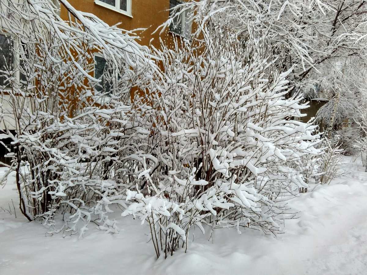 Снегом укрыты дома. Кусты зимой. Заснеженные кусты. Снежные кусты. Кусты в снегу.