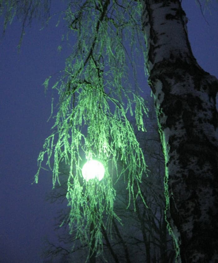 Светильник в Ведьмином лесу