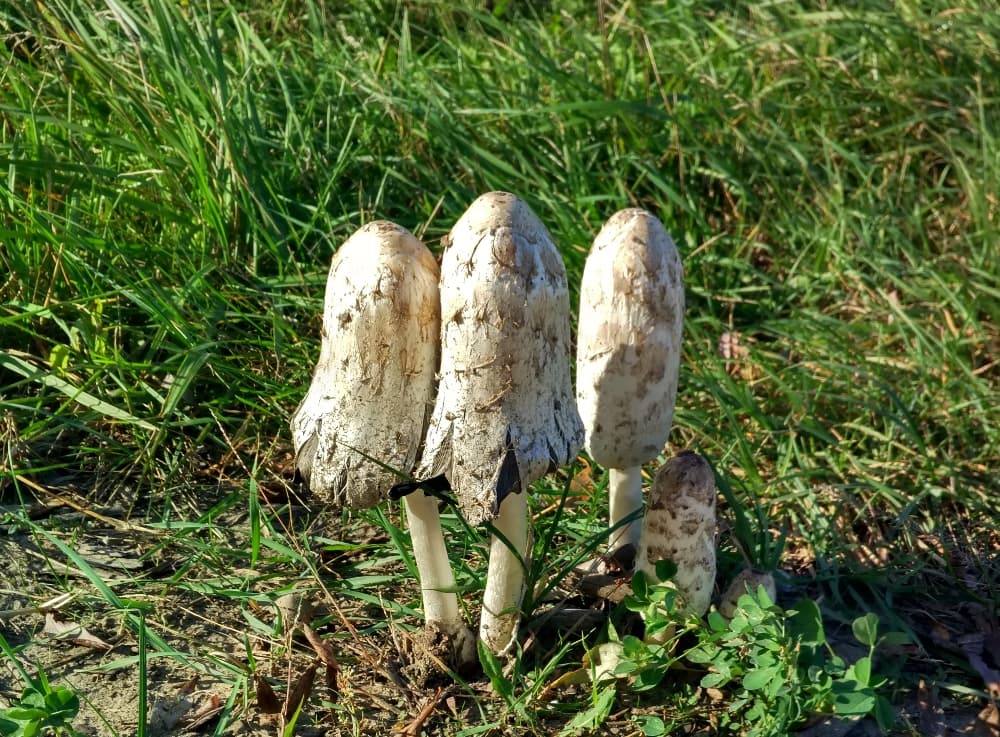 Сторожевые белые грибы-столбики